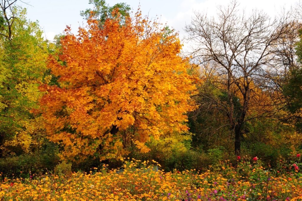 Golden autumn tree above a field of wildflowers in Upstate South Carolina