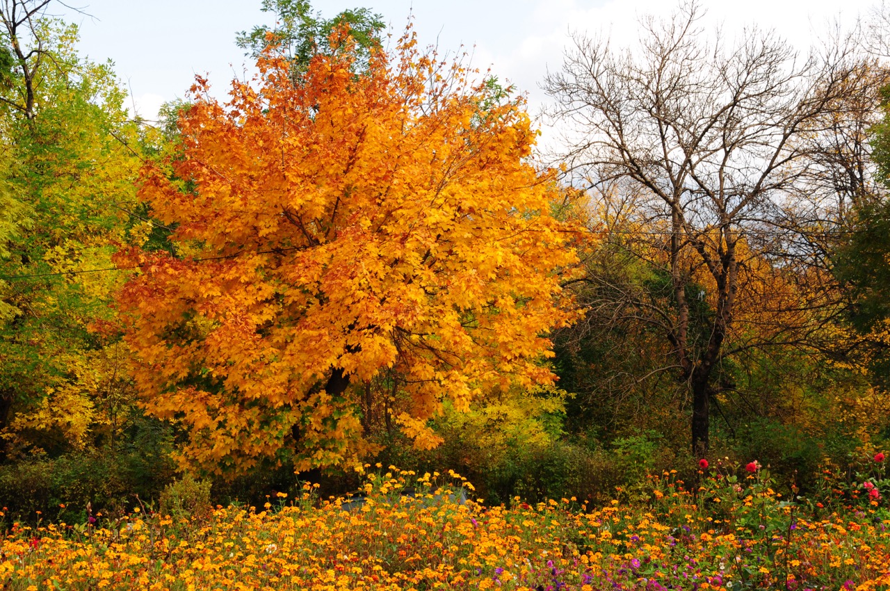 Fall Foliage Near Clemson, SC: Scenic Drives and Day Trips