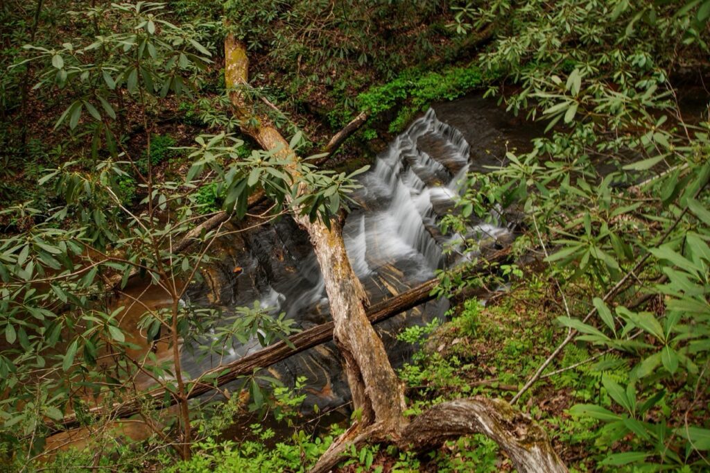 Waterfall cascading through rhododendron in an Upstate South Carolina forest